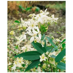 Clematis armandii 'Snowdrift', immergrün, weiße Blüten, 100–150 cm