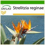 Saflax - Paradiesvogelblume (reginae) - 5 Samen - Mit keimfreiem Anzuchtsubstrat - Strelitzia reginae