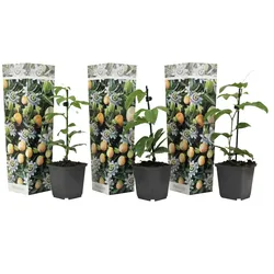 Plant in a Box - Passionsblume - 3 Stk - Passiflora edulis 'Frederick' - Höhe 25-40cm - Topf 9cm