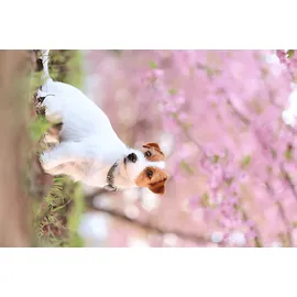 Canon RF 85 mm F2,0 Makro IS STM