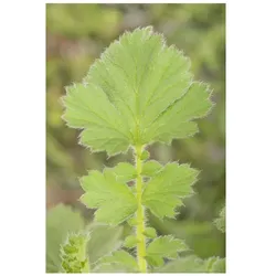 Geum chiloense 'Goldball', Nelkenwurz, leuchtend gelb, ca. 9x9 cm Topf
