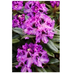 Rhododendron Hybr. 'Blaue Jungs', Rhododendron, blau, 30–40 cm