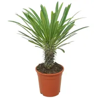 meinvipshop Madagaskarpalme 30cm Pachypodium lamerei | Gr.: onesize