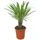 meinvipshop Madagaskarpalme 30cm Pachypodium lamerei | Gr.: onesize