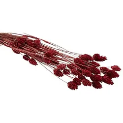 Echtes Phalaris, rot, 35–45 Stück