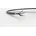 2X1 5 1024423/500