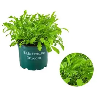 Bioland Rucola, Grün