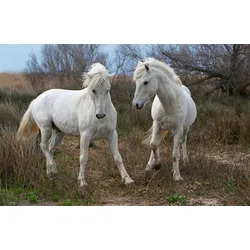 Fototapete PAPERMOON "PFERDE-CAMARGUE GALLOP STRAND MEER TIERE KÜSTE PROVENCE", bunt, B:4,00m L:2,60m, Vlies, Tapeten