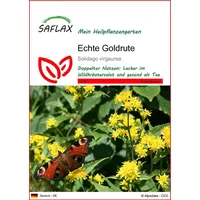 SAFLAX - Heilpflanzen - Echte Goldrute - 100 Samen