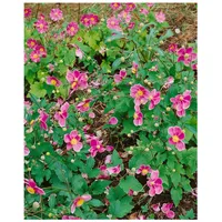 Pflanzen Für Dich Anemone tomentosa 'Robustissima', Herbst-Anemone, rosa, ca.
