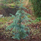 die nr-01.de Himalaya Zeder 40-60cm - Cedrus deodara