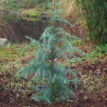 die nr-01.de Himalaya Zeder 40-60cm - Cedrus deodara