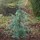 die nr-01.de Himalaya Zeder 40-60cm - Cedrus deodara