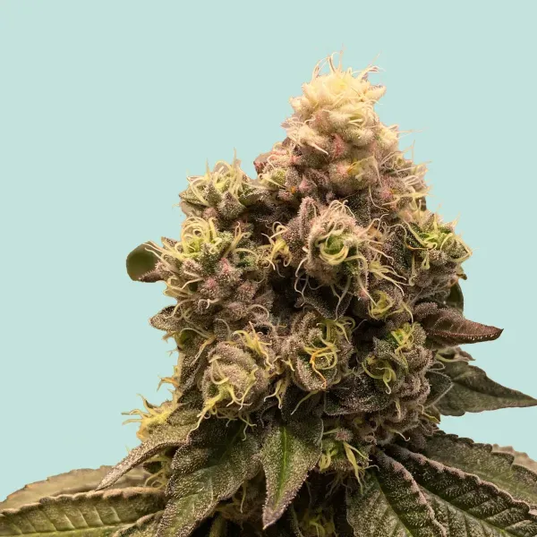 Mainhattan Seeds Moby Dick 3 Samen