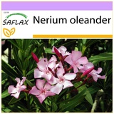 Saflax - Oleander - 50 Samen -