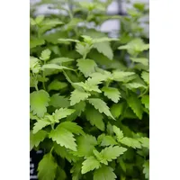 Pflanzen Für Dich Caryopteris clandonensis 'Hint of Gold', Bartblume,