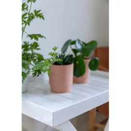 Cinas Tabletttisch Tray Table