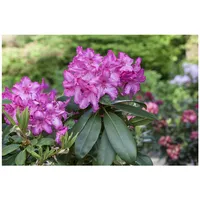 Pflanzen Für Dich Rhododendron Hybr. 'Walküre', rosa Blüten, 40–50