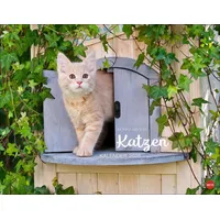 Heye Monika Wegler: Katzenkalender 2026