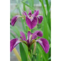 Pflanzen Für Dich Iris versicolor 'Kermesina', gen. P 0,5