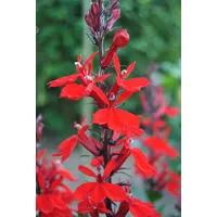 Pflanzen Für Dich Lobelia cardinalis, Kardinalslobelie, ca. 9x9 cm