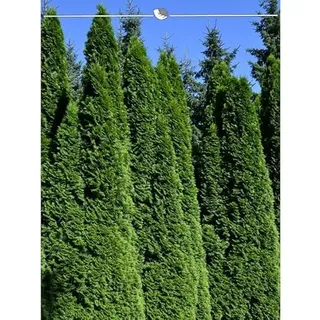 Lebensbaum Thuja Smaragd 200-225 cm. 4 Thuja Pflanzen. Sichtschutz Hecke