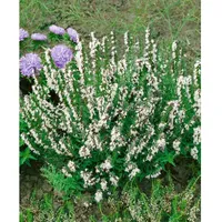 Pflanzen Für Dich Hyssopus officinalis 'Alba', Weißer Ysop, ca.