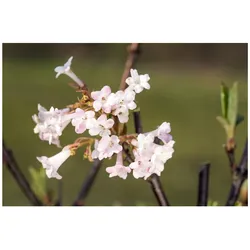 Viburnum bodnantense 'Charles Lamont', Duftschneeball, rosa, 40–60 cm