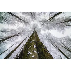 Fototapete PAPERMOON "Photo-Art TOM PAVLASEK, HOCH SCHAUEN", bunt, B:4,00m L:2,60m, Vlies, Tapeten