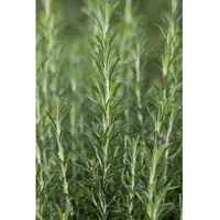 Pflanzen Für Dich Rosmarinus officinalis Arp Rosmarin, winterhart, ca.