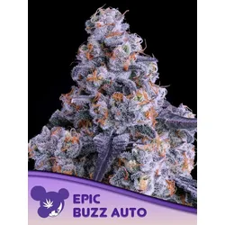 Anesia Epic Buzz Auto  3St.