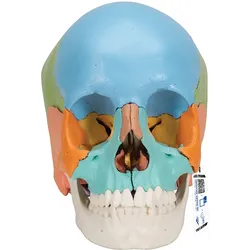 3B Scientific® Steckschädel Modell, didaktische Farben, in 22 Knochen zerlegbar ...