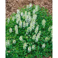 Pflanzen Für Dich Ajuga reptans 'Sanne', Günsel, blauviolett, ca.