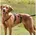 Hundegeschirr L XL
