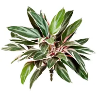 Aplanta Künstliche Cordyline - Mila | 48 cm