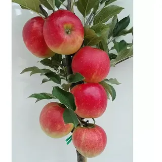Apfelbaum Elstar  (Malus domestica 'Elstar', Busch, 10 l, Erntezeit: September)
