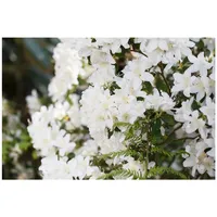 Pflanzen Für Dich Rhododendron obtusum 'Schneesturm', Azalee, weiß, 25–30