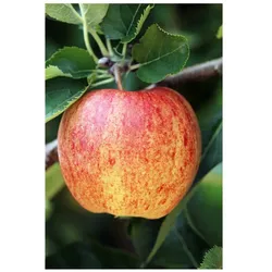 Malus 'Ontario', Apfelbaum, 150–200 cm, robust und ertragreich