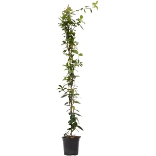 Plant in a Box - Trachelospermum jasminoides Höhe 110-120cm