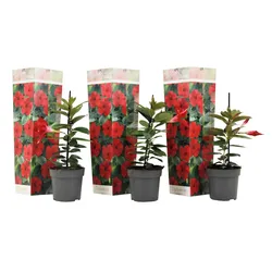 Plant in a Box - Mandeville - 3 Stk - Dipladenia sanderii 'Rio Red' - Höhe 25-40cm - Topf 9cm
