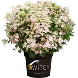 Pflanzen Rispenhortensie 'Switch'® 5 l Container