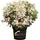 Pflanzen Rispenhortensie 'Switch'® 5 l Container
