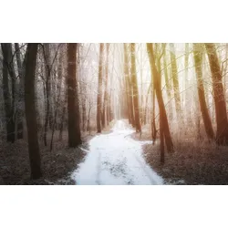 Fototapete PAPERMOON "Waldweg", bunt, B:4,50m L:2,80m, Vlies, Tapeten