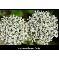 Vero Kalender Blumenkalender 2026 Fotokalender DIN A3