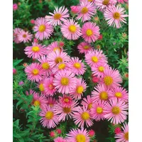 Pflanzen Für Dich Aster novae-angliae 'Rosa Sieger', ca. 11x11