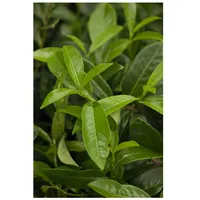 Pflanzen Für Dich Prunus laurocerasus 'Mount Vernon', Kirschlorbeer, kompakt,