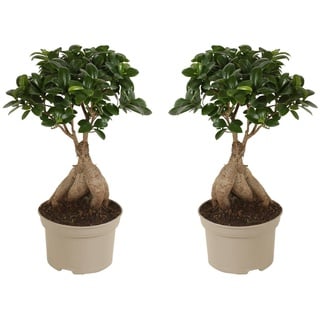 Plant in a Box - Ficus microcarpa Ginseng 2er Set Bonsai Baum - Höhe 30-40cm