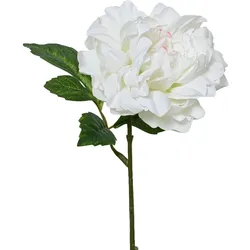 Kunstblume PFINGSTROSE