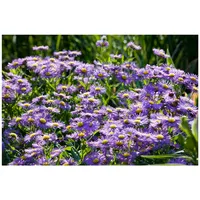 Pflanzen Für Dich Aster novi-belgii Blütenmeer Glattblattaster ca. 9x9