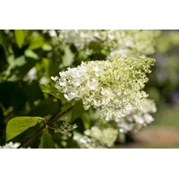 Pflanzen Für Dich Hydrangea paniculata 'Bombshell', Rispenhortensie, weiß, 40–60